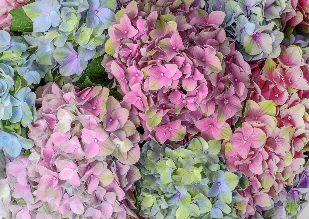 Hydrangea - Alissar Flowers UAE