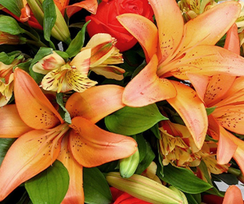 Lily - Alissar Flowers UAE