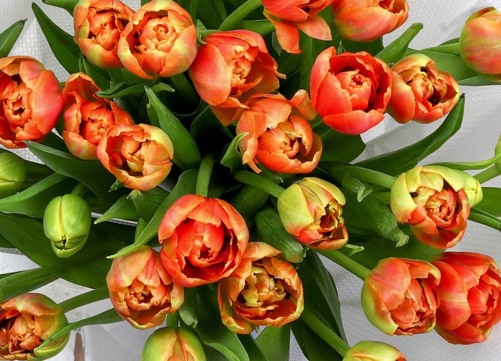 Tulip - UAE